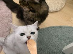 -酷豆宠物咖啡·宠物美食·撸猫馆