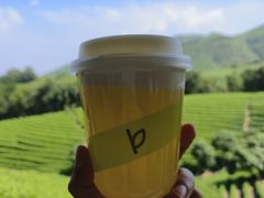 -白茶原·一片叶子