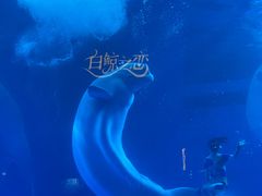 -海合安成都极地海洋公园