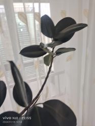 -HEYAN荷妍专业脱毛连锁机构