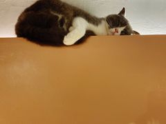 -猫儿山۰猫主题餐厅