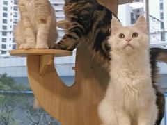 -十年猫舍·猫咪专门店(普陀店)