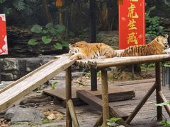 -广州长隆野生动物世界
