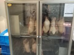 -依江春水烤鸭店