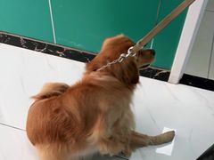 -乖乖宠物医院·猫科·急重症中心(车站北路分院)