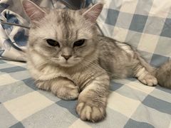 -福懋动物医院·犬猫全科·外科·重症科(杏林分院)