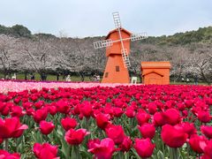 -苏州上方山国家森林公园