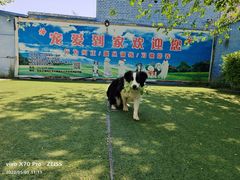 -宠物寄养训练学校