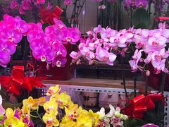 -花鸟鱼虫鲜花绿植市场(玉泉路店)