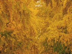 -三里屯东五街银杏大道