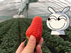 -尚田草莓姑娘白草莓采摘基地