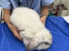 -立德异宠动物医院.兔鸟爬.内窥镜(天河店)