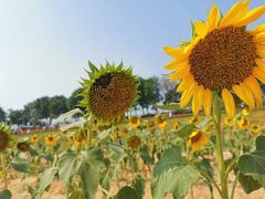 -光明小镇欢乐田园