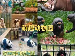 -深圳野生动物园