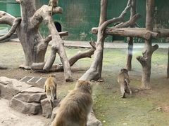 -深圳野生动物园