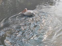 -广州长隆飞鸟乐园