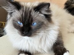 -Sweet cat·星愿猫咖(国贸大厦店)