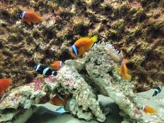 -北戴河圣蓝海洋公园