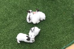 -萌宠亲子动物乐园(槐房万达店)