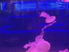 -重庆欢乐海底世界