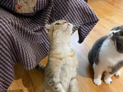 -萌喵宠狗爱心宠咖
