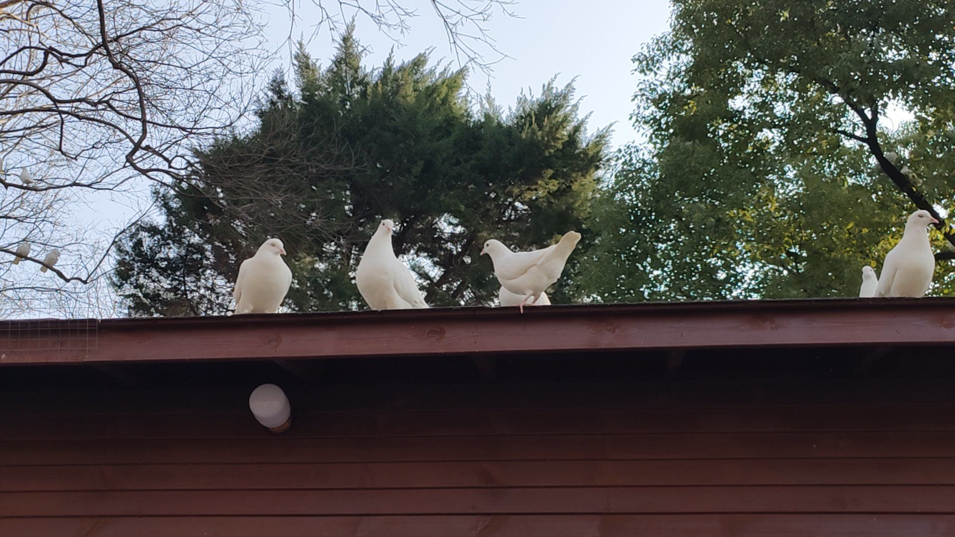 和平公园里的鸽子