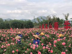 -亚龙湾国际玫瑰谷