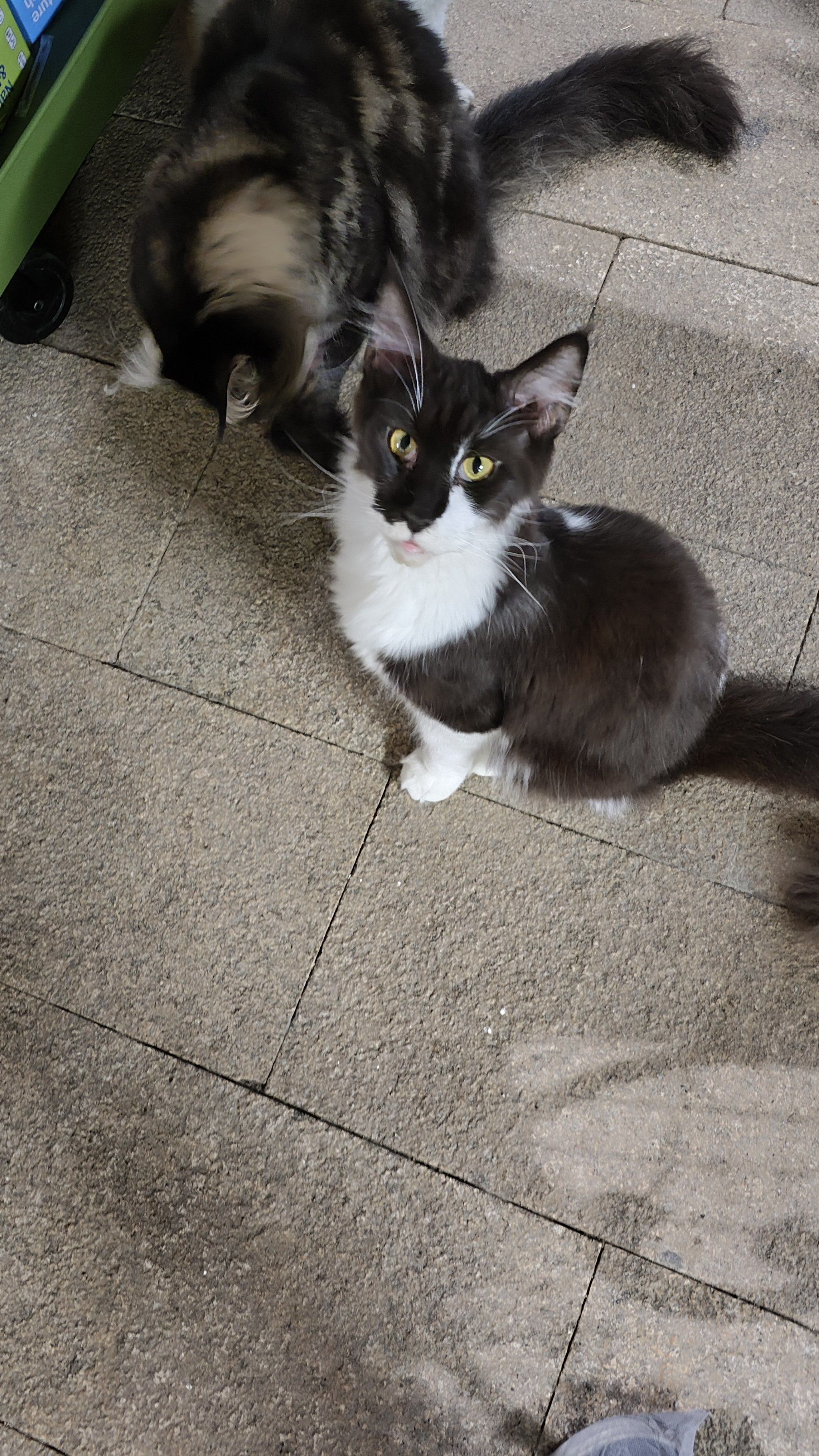 这黑白花猫也挺好看的