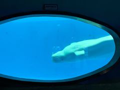 -海合安成都极地海洋公园