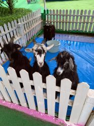 -萌宠亲子动物乐园(槐房万达店)