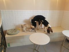-喜柴咖啡·柴犬狗咖