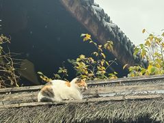 -龙华素斋(龙华路店)