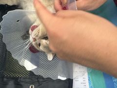 -芭比堂动物医院·CT·微创中心(新顺分院)