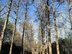 -合肥滨湖国家森林公园