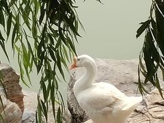 -天津东丽湖风景区