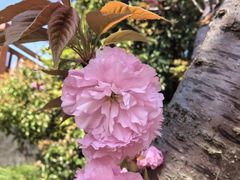 -高东镇樱花园