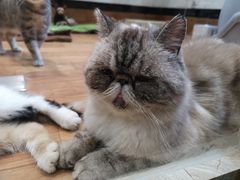 -猫色咖啡·猫咖
