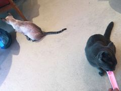 -藏猫猫咖啡主题馆(中央大道店)