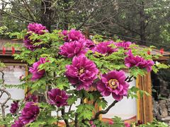 -太阳宫公园