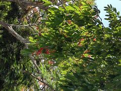 -塔曼阿扬寺/母神庙