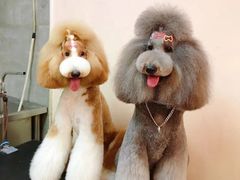 -宠物梦想家(日月豪庭店)