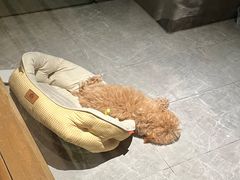 -宠颐生斯嘉宠物医院·急重症·心内科(谷阳北路分院)