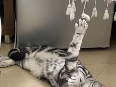 -lincat·猫舍(广州店)