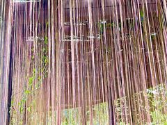 -东莞植物园