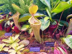 -中国科学院西双版纳热带植物园