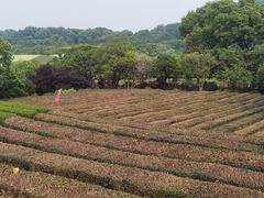 -中国茶叶博物馆(双峰馆区)