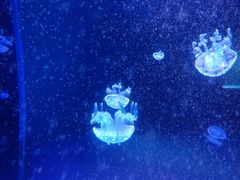 -左海海底世界