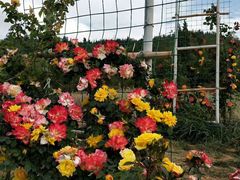 -名花谷生态庄园