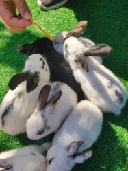 -萌宠亲子动物乐园(槐房万达店)