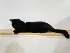 -李小姐の猫咖啡馆(五角场店)